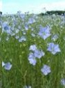 Flax plants in the field