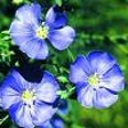 Beautiful flax seed flower